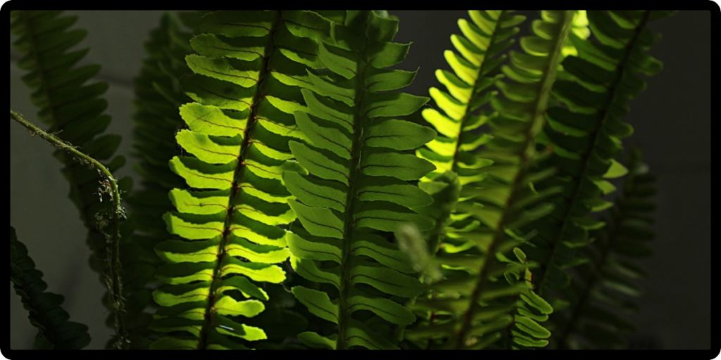 boston fern