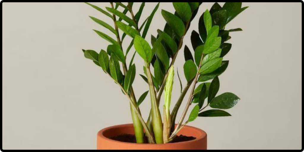 zz plant