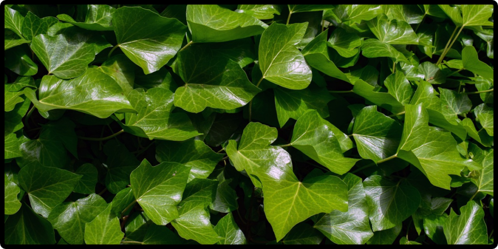ENGLISH IVY