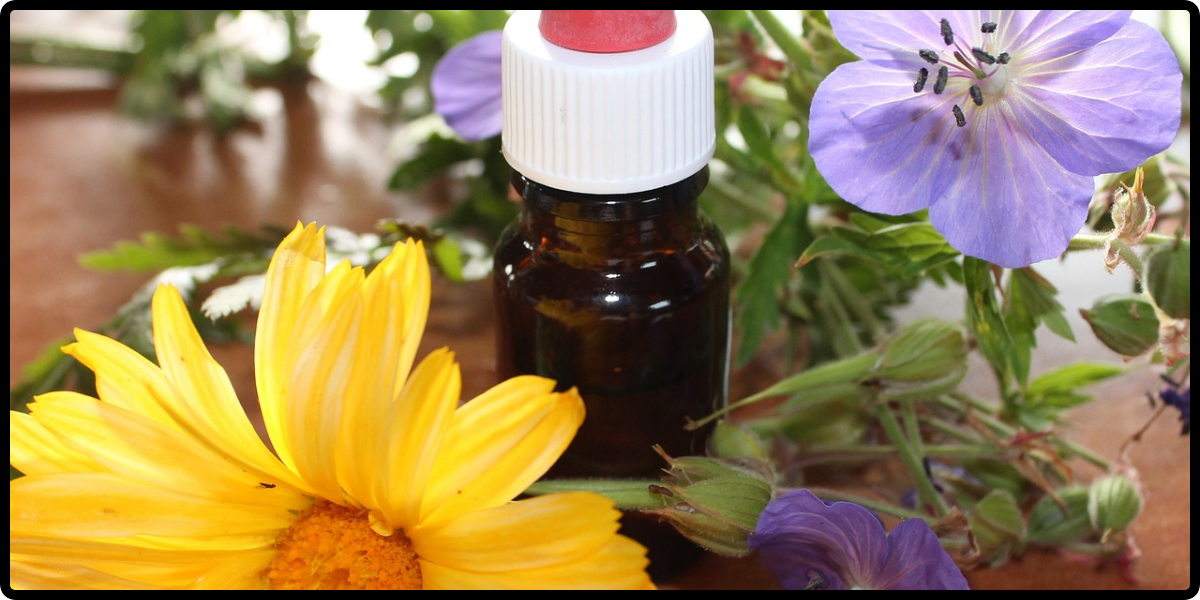 Top 10 Aromatic Plants and its Uses