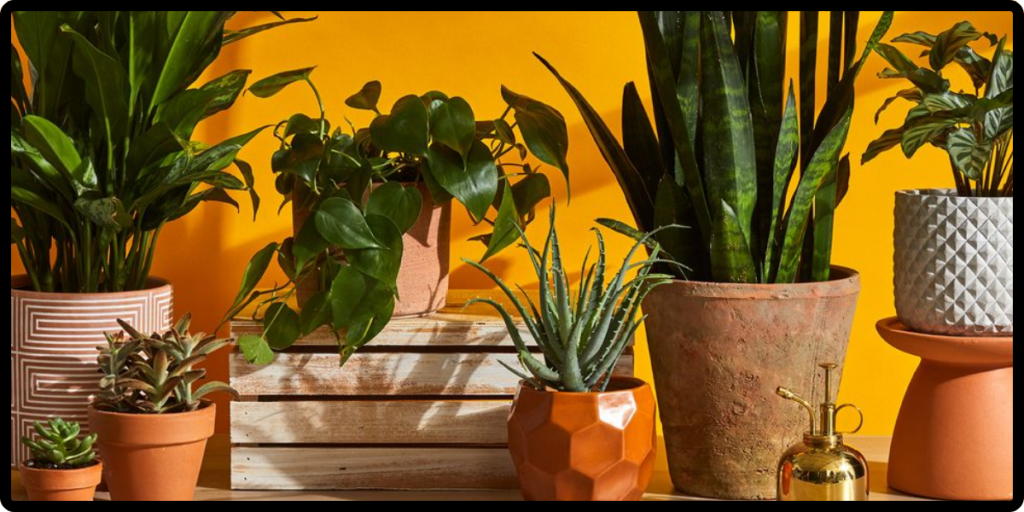12 Most Powerful Medicinal Plants with Medicinal Benefits