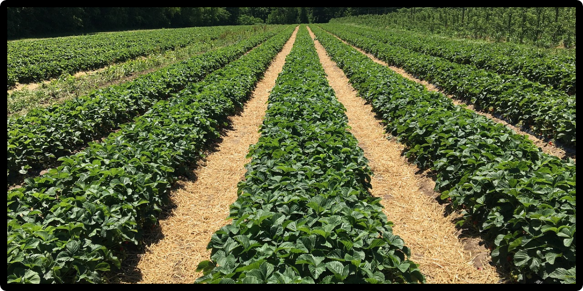 NATURAL WELLNESS WITH ORGANIC FARMING