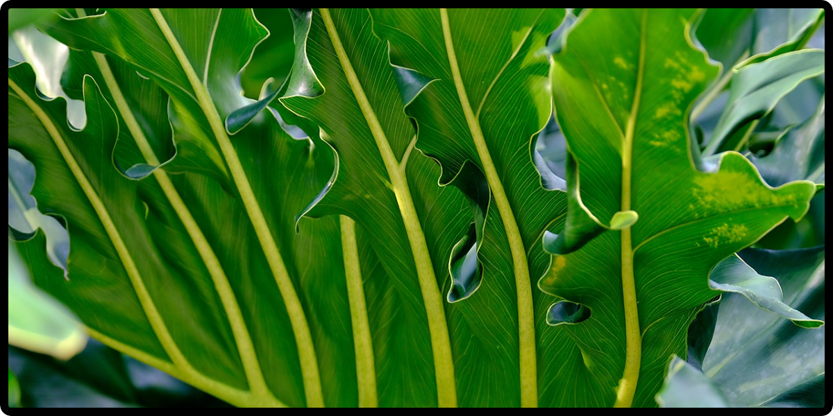Green Healing With Stress-Relieving Plants