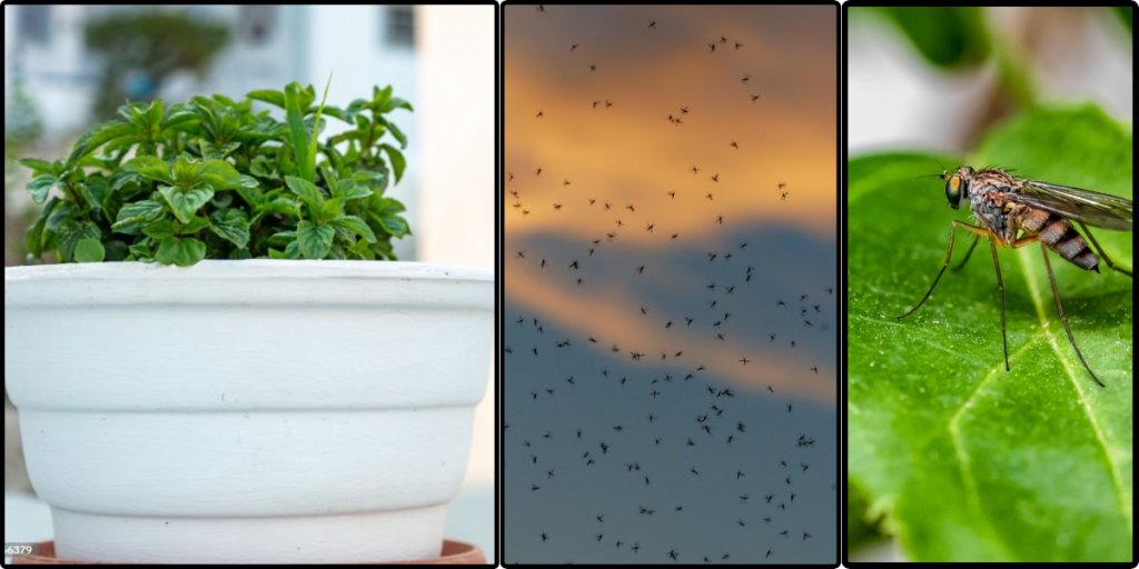 Mosquito repellent plants: Natural ways to keep mosquitoes at bay