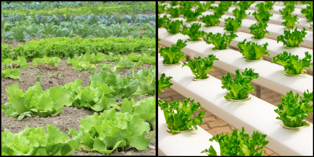 Organic Produce and its Health Benefits