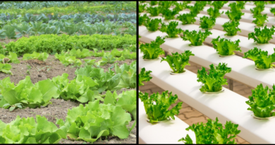 Organic Produce and its Health Benefits