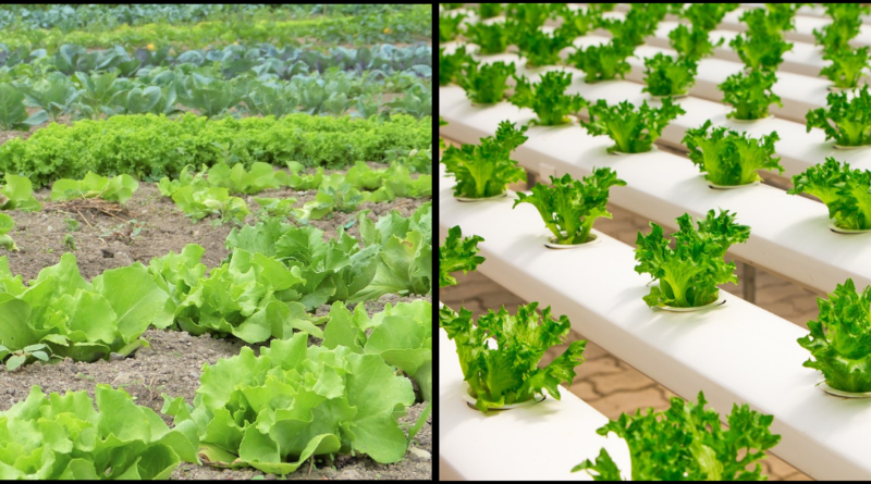 Organic Produce and its Health Benefits