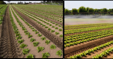 ORGANIC VS CONVENTIONAL FARMING