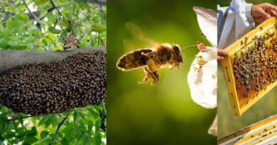 ROLE OF BEES IN ORGANIC FARMING