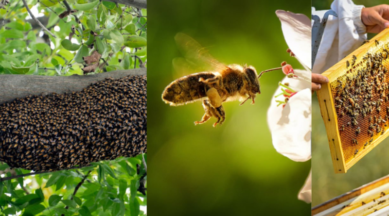 ROLE OF BEES IN ORGANIC FARMING
