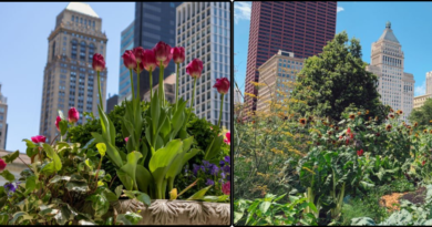 organic farming in urban spaces
