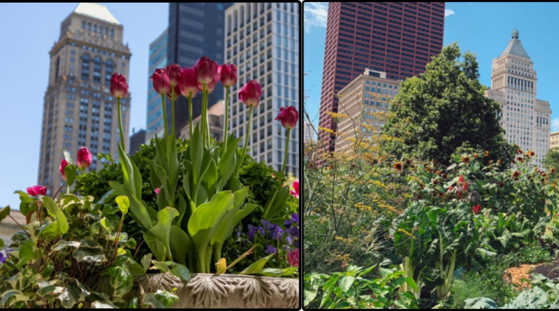 organic farming in urban spaces