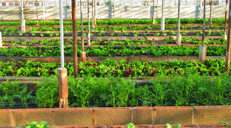 GREENHOUSE ORGANIC TRENDS IN FARMING