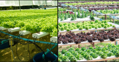 ORGANIC KITCHEN GARDEN