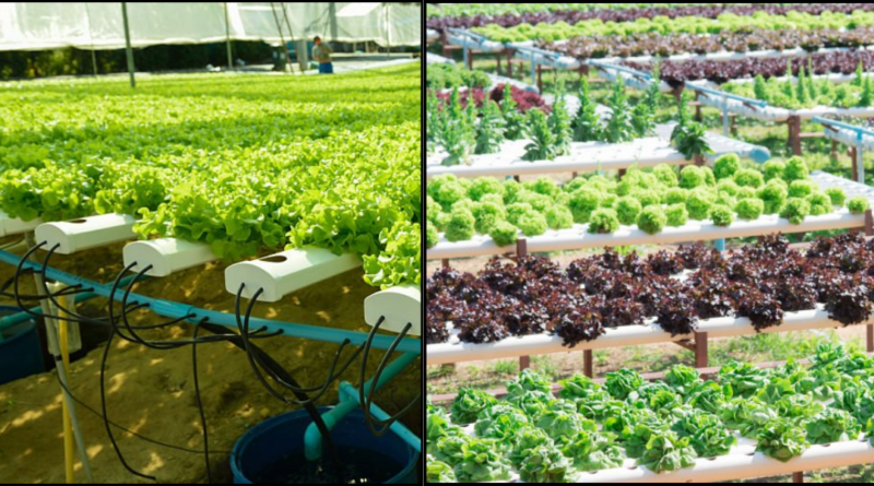 ORGANIC KITCHEN GARDEN