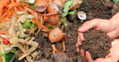 kitchen waste fertilizers
