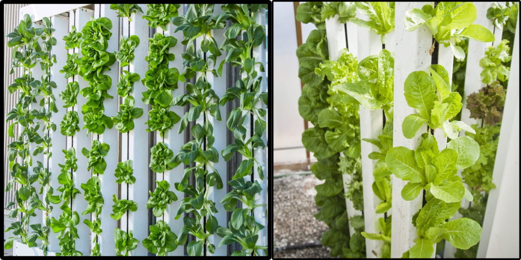 vertical farm green wall
vertical farming