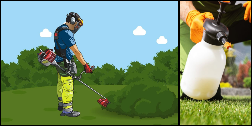 pest control management
bug free garden