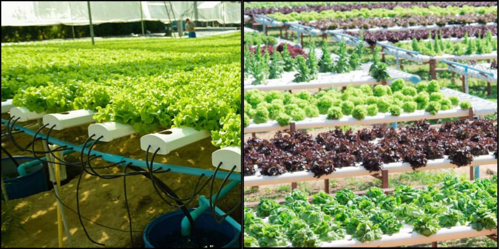 organic kitchen garden